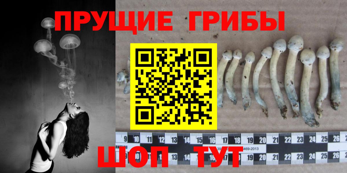 Псилоцибиновые грибы GOLDEN TEACHER Гатчина